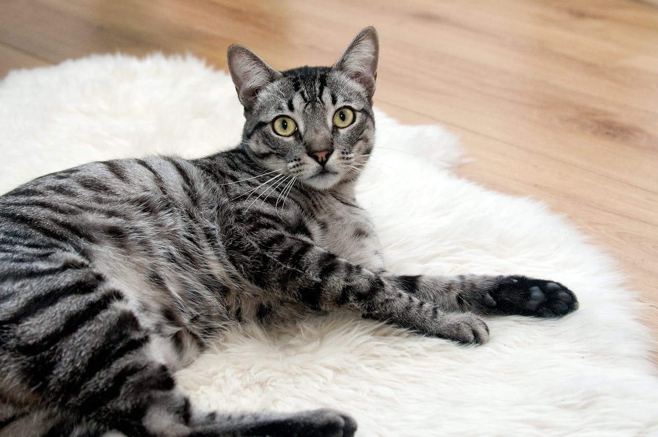 Services A cute grey tabby cat lying on a fluffy white rug indoors.