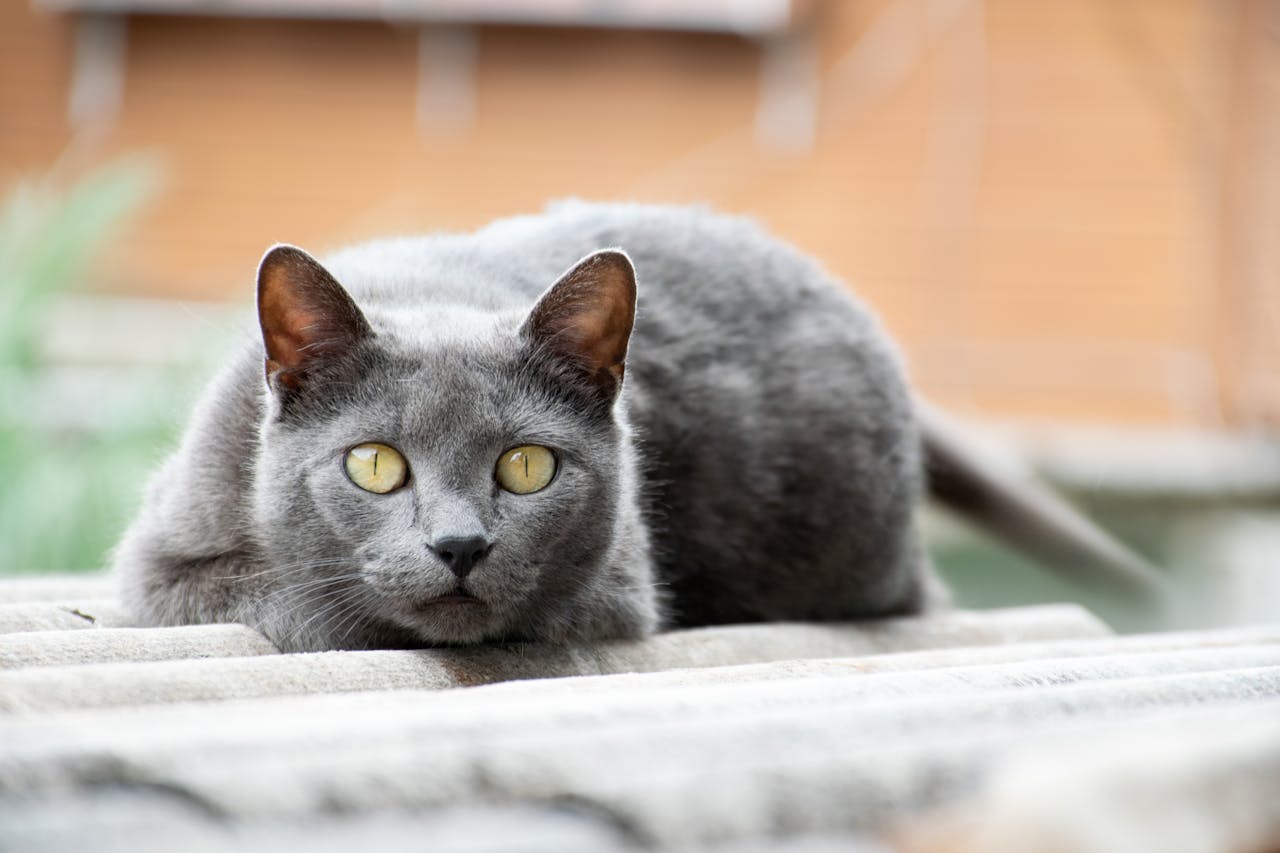 Home Gray Chartreux cat with yellow eyes lying on a roof, captured outdoors.