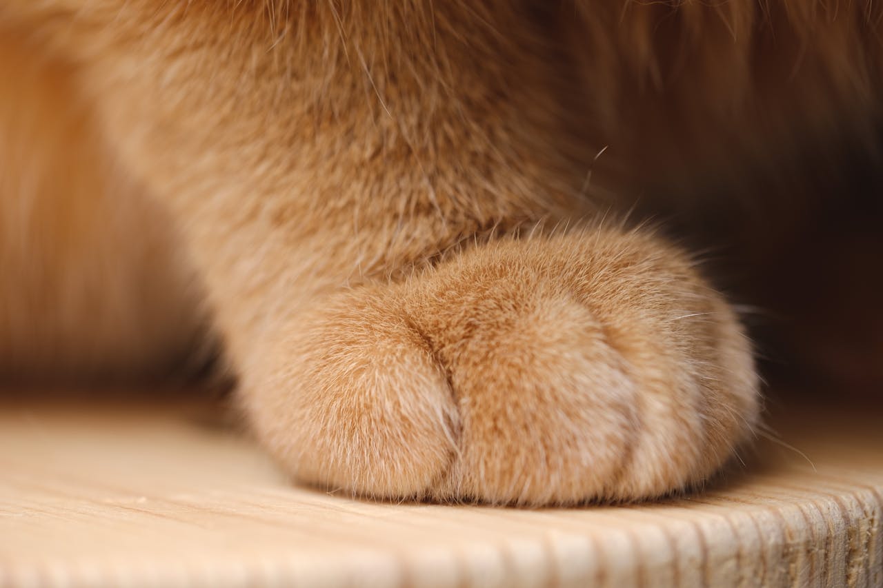 About Detailed close-up of a ginger cat's paw resting on a wooden surface, showcasing its soft fur.