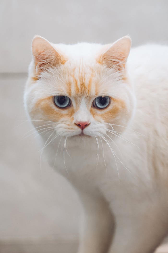 Home Charming British Cream Cat with captivating blue eyes gazing directly at the camera indoors.