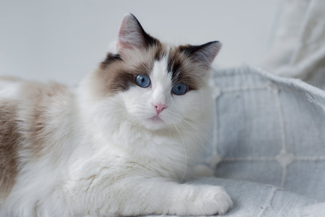 About Close-up of a fluffy Ragdoll cat with striking blue eyes lounging indoors.