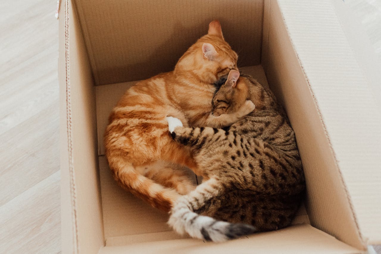 Home Two tabby cats snuggle together in a cardboard box, showcasing comfort and companionship.
